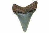 Serrated Angustidens Tooth - Megalodon Ancestor #302060-1